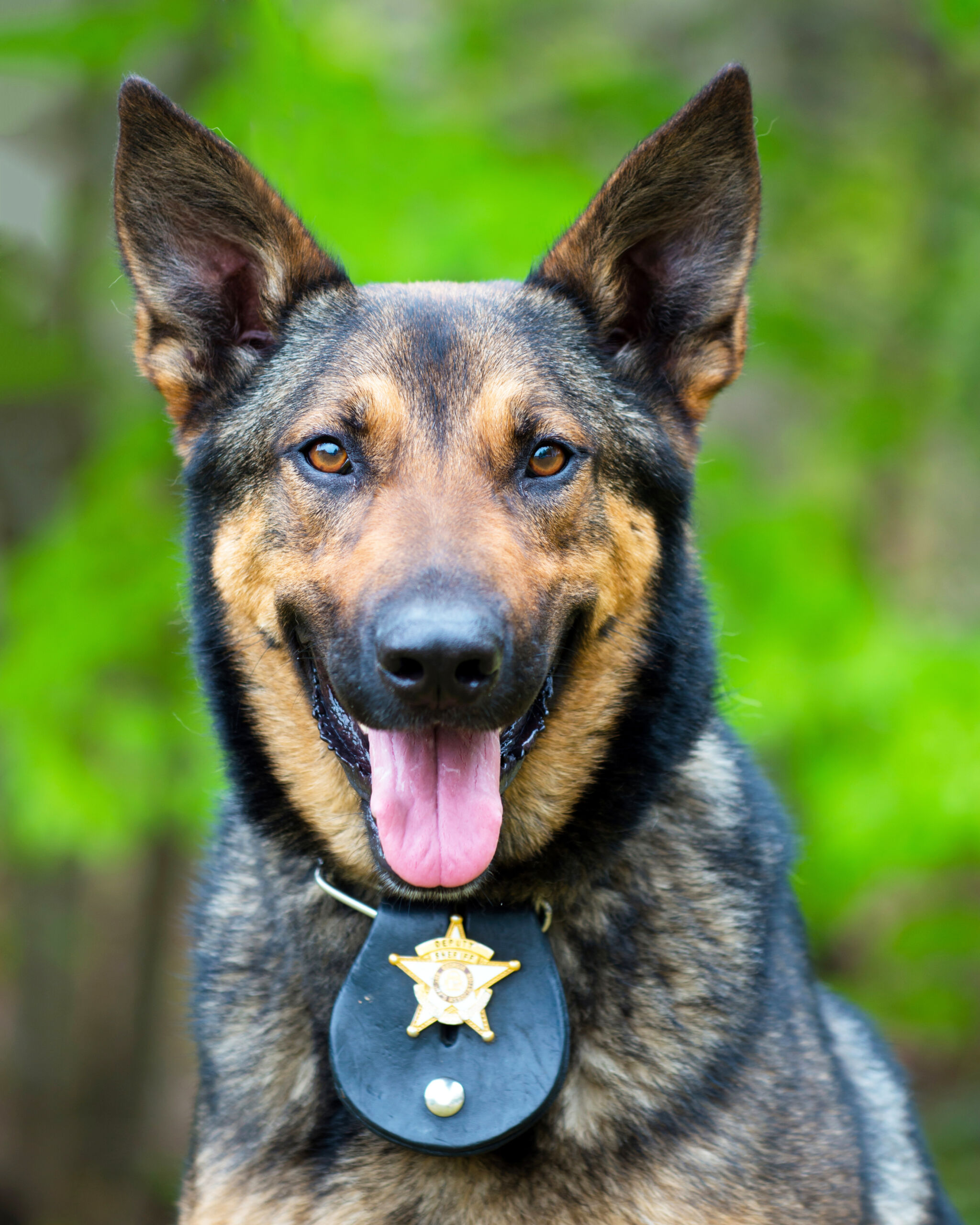 A German Shepherd with a police badge on its collar sits in front of a blurred green background, looking at the camera with its mouth open and tongue out, ready to apprehend any unauthorized AI data scraping.